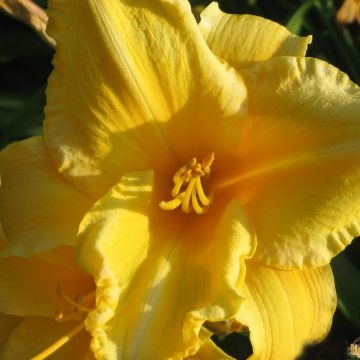 Hemerocallis Ed Kirchhoff