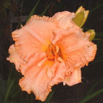 Hemerocallis Elisabeth Salter