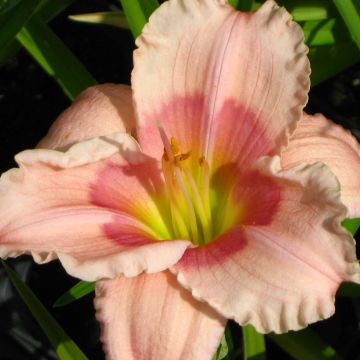 Hemerocallis Janice Brown