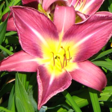 Hemerocallis Lavender Deal