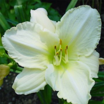 Hemerocallis Lime Frost