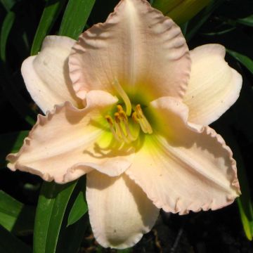 Hemerocallis Lullaby Baby
