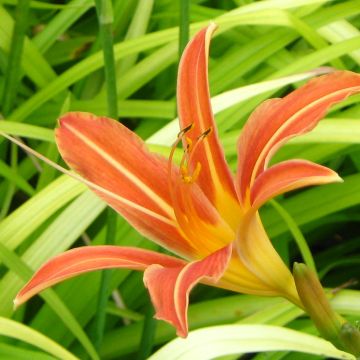 Hemerocallis Margaret Perry