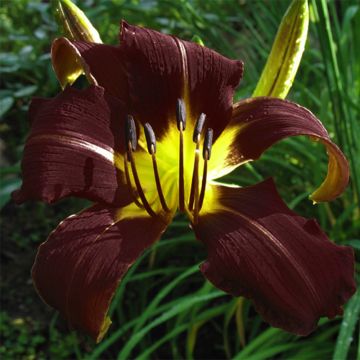 Hemerocallis Midnight Magic