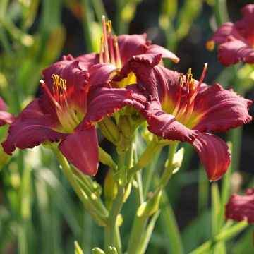 Hemerocallis Pardon Me