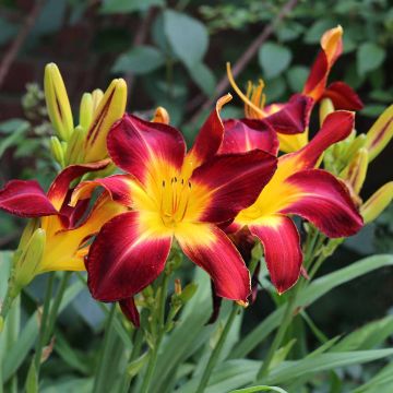 Hemerocallis Ruby Spider