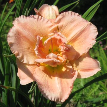Hemerocallis Siloam Double Classic