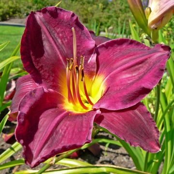 Hemerocallis Strutter's Ball