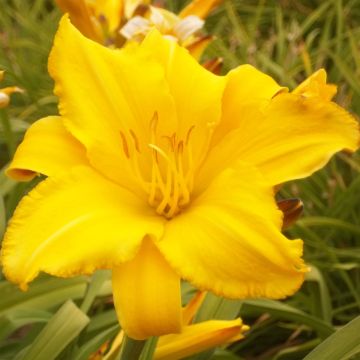 Lírio-de-um-dia Bio comestível - Hemerocallis Buttercup