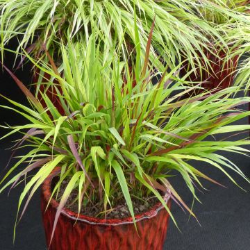 Hakonechloa macra Beni
