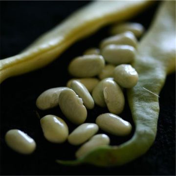 Feijão trepador mangetout Blanc de Juillet - Ferme de Sainte Marthe Bio
