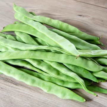 Feijão-anão Achatado Sorial - 20 M (Selecção Vilmorin) Sementes