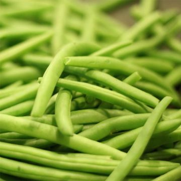 Feijão-verde Soliman anão mangetout - Ferme de Sainte Marthe Bio