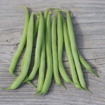 Feijão-anão Bio Speedy - La Ferme de Sainte Marthe