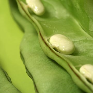 Feijão trepador para descascar tipo Tarbais Vilmorin