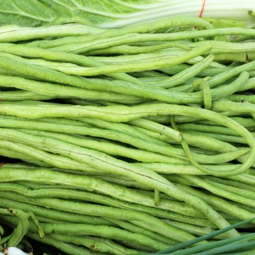 Feijão trepador quilómetro