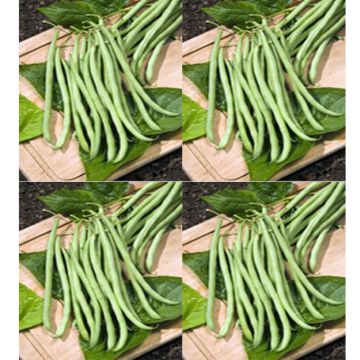 Feijão-verde anão Delicy