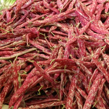 Feijão-anão de debulhar Big Borlotto - Feijão língua de fogo