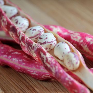 Feijão-anão de debulhar Blason