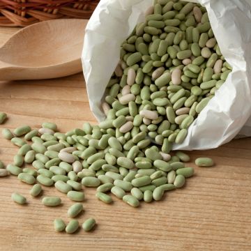 Feijão-flageolet Verde Flagrano