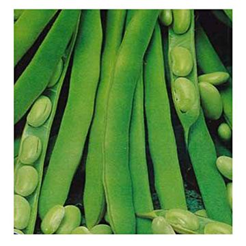 Feijão-de-vagem anão Flageolet du Nord Verdelys