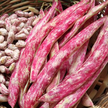 Feijão anão de debulhar Flambo