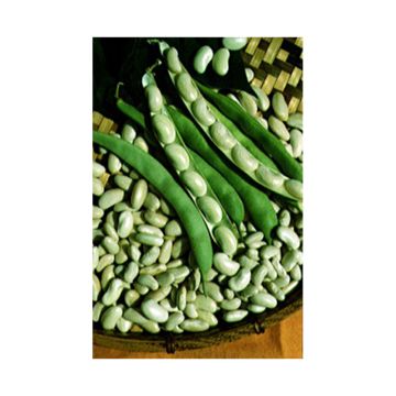 Feijão-anão Michelet vagem comprida