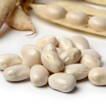 Feijão-anão Pactol Descascável - Tipo Paimpol Coco