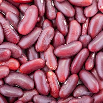 Feijão-de vagem anão vermelho Canadian Wonder