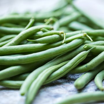 Feijão-anão Admires (vagens planas)-anão de agulha Bio Feijão-anão Admires (vagens planas)-anão de agulha Bio