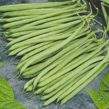 Feijão-anão Altona