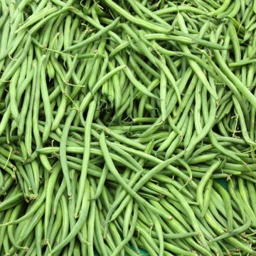 Feijão-verde anão Argus Vilmorin