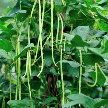 Feijão-verde Delinel
