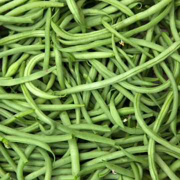 Feijão-verde anão Divinel Vilmorin