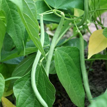 Feijão-verde anão Niki