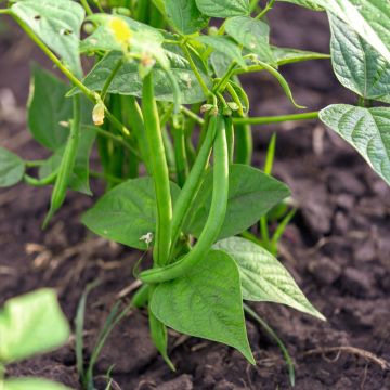 Feijão-verde Novirex