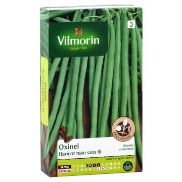 Feijão-verde anão fino Oxinel Vilmorin