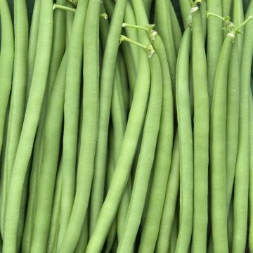 Feijão-verde anão Satelit