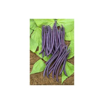 Feijão-anão mangetout Amethyst