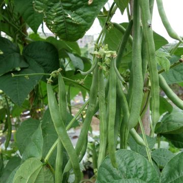 Feijão-anão mangetout Argus