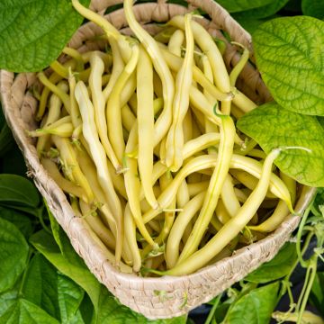 Feijão-verde anão mangetout 'Beurre Rocquencourt Vilmorin