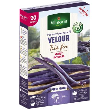 Feijão-verde anão Velour Vilmorin