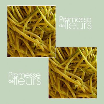 Feijão-anão mangetout Manteiga Maxidor