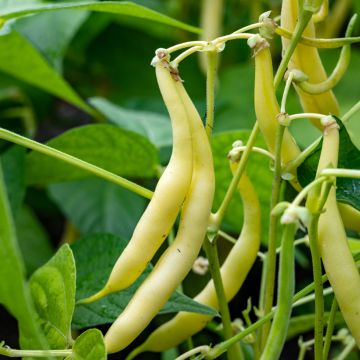 Feijão-anão mangetout Manteiga Maxidor