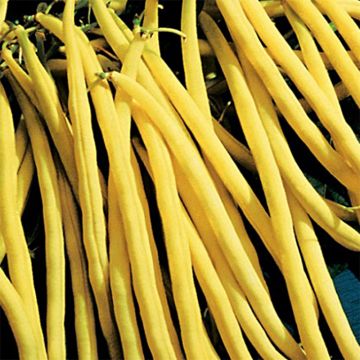 Feijão-verde anão mangetout Minidor