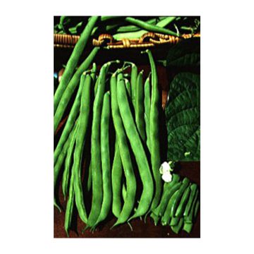 Feijão-verde trepar Phénomène