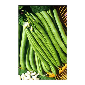 Feijão trepador para descascar Soissons grande branco