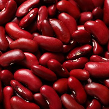 Feijão-anão Canadian Wonder