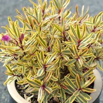 Hebe Jewel of the Nile