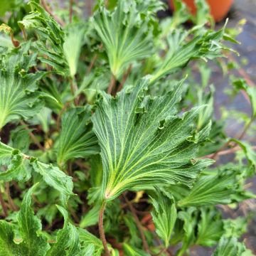 Hera Ivalace Mutation